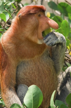 A male proboscis monkeys feeds on mangrove tree leaves.
