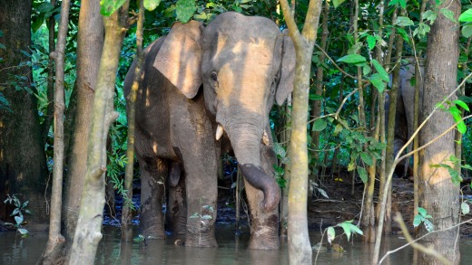 Pygmy elephant playing.