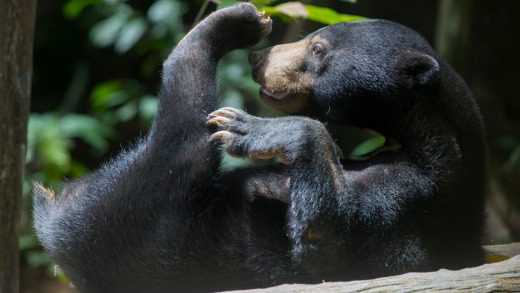 Bornean Sun Bear relaxing.