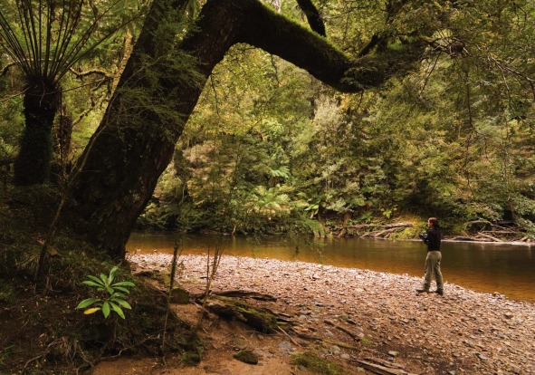 The Tarkine, in the state's remote north-west, is Tasmania's green heart, home to the tallest hardwood trees in the world.