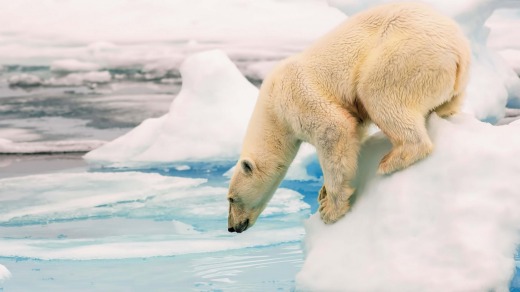 A polar bear prepares to dive in.