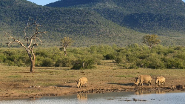 Rhinos at Kruger National Park, South Africa.