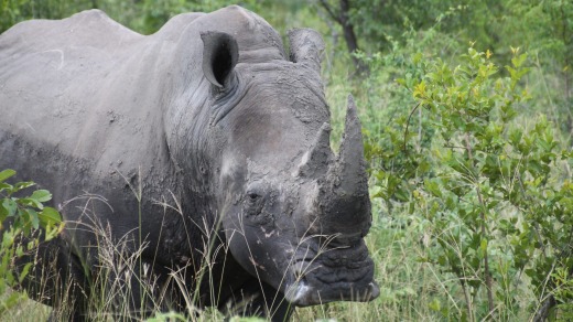 A rhino in Kruger National Park, South Africa.
