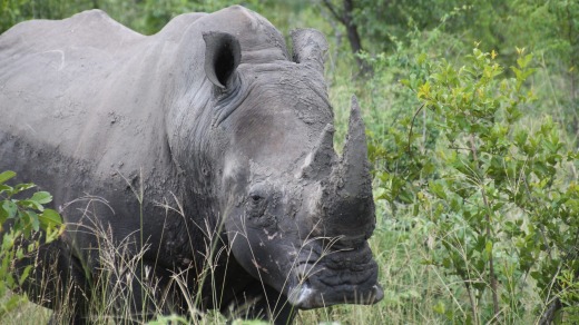 A rhino in Kruger National Park, South Africa.