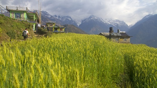 Trekking past a barley field near Ghandruk in Nepal.