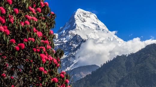 Rhododendron and Annapurna South in Nepal.