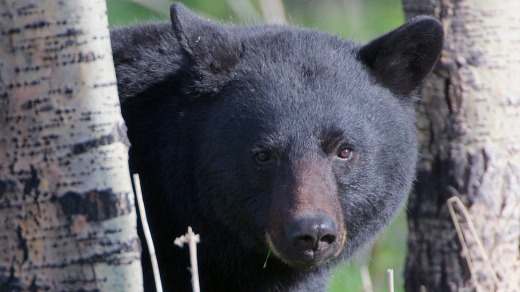 A black bear in the woods.