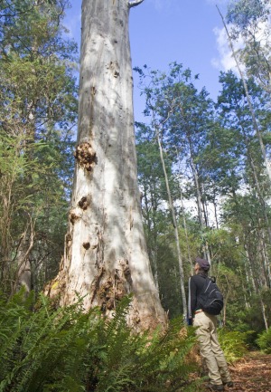 Forest Walks Lodge owner Sean Cadman on a walk on Quamby Bluff.