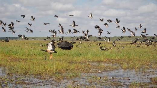 A flock of native magpie geese over the sodden floodplains.