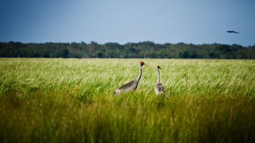 Brolgas on the floodplain.