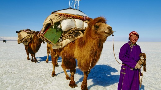 A camel carries goods through the deserts of Mongolia.