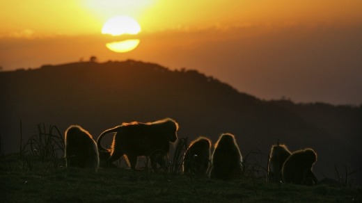 Gelada baboons at sunset in the Simien Mountains in Ethiopia.