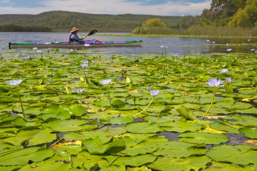 Noosa River, Queensland: If glass-smooth waters are your thing, the Noosa River is your place. Begin in shallow Lake ...