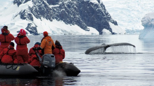 Getting up close with whales.