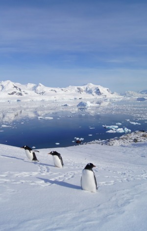 Gentoo penguins at Neko Harbour.