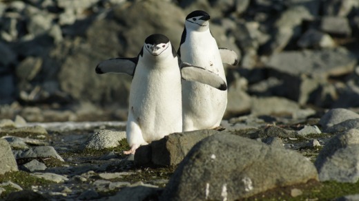 Chinstrap penguins.