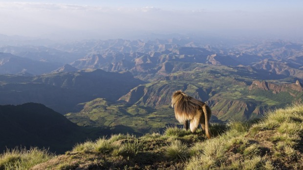 BEST WILDLIFE SPOTTING: SIMIEN MOUNTAINS, ETHIOPIA. There ain't a whole lot of snow in Africa, but one of the places you ...
