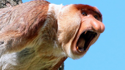 A male proboscis monkey.