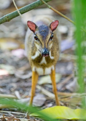 The tiny Lesser Mouse Deer.