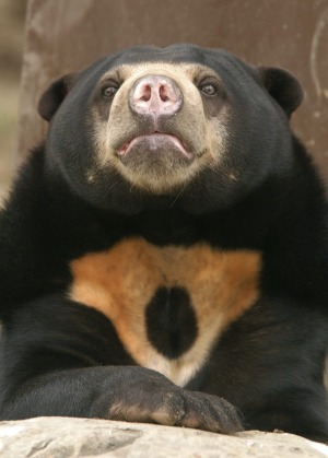 A Bornean sun bear, the world's smallest bear.