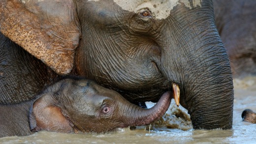 Mother and baby elephant bathe in the Kinabatangan River.