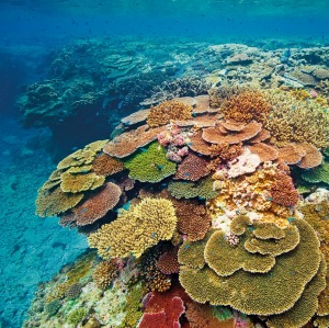 The Palaszczuk government has put protections in place to protect the Great Barrier Reef.