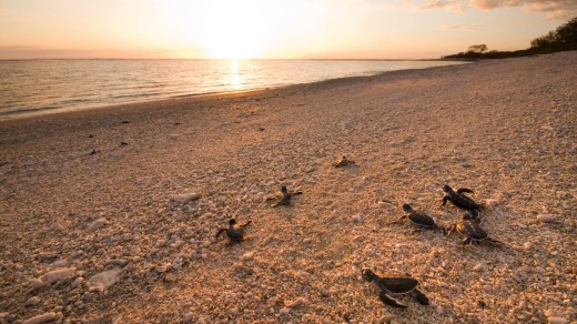 Young green turtles make their journey from the nest to the water.