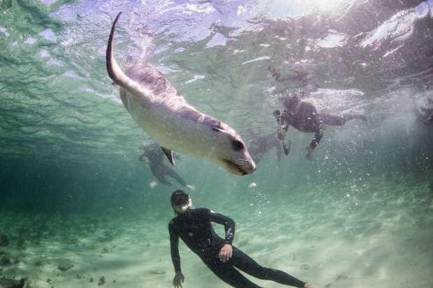 Playing with sea lions with Baird Bay Ocean Eco Experience.