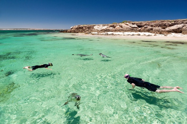 Swimming with sea lions on the Eyre Peninsula.