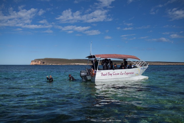 Entering the water to meet the locals (sea lions).