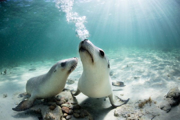 Get eye to eye with sea lions.