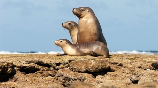 Sea lions sitting on the rocks, Baird Bay, Eyre Peninsula, South Australia.