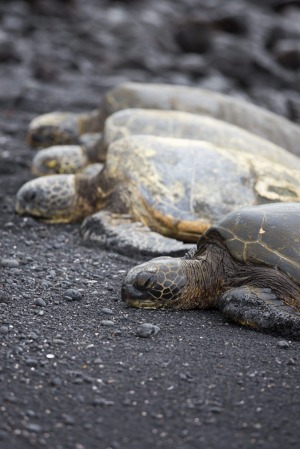 Giant sea turtles on Punaluʻu's Black Sand Beach, Hawaii.