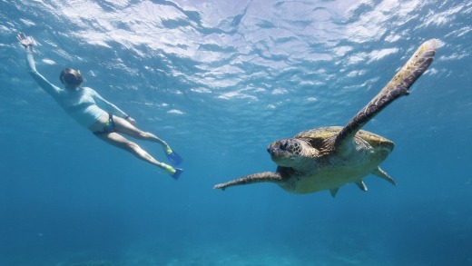 Snorkelling with a turtle.