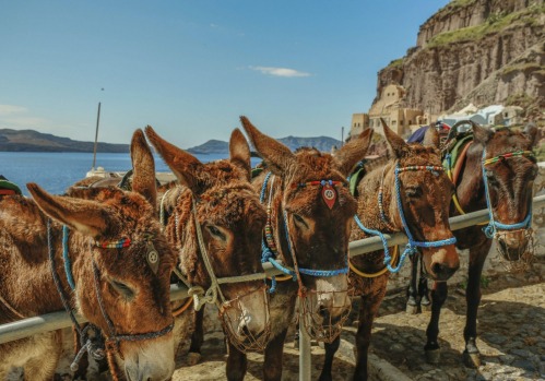 Athenians love to go to the car-free island of Hydra.