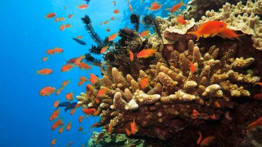 The Great Barrier Reef is home to more than 1500 species of tropical fish.