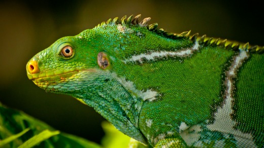 Crested Iguana, Kula Eco Park, Sigatoka Coral Coast, Viti Levu.