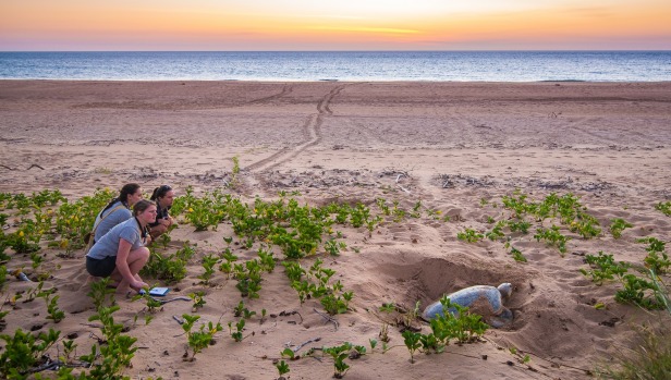 BARE SAND ISLAND, NORTHERN TERRITORY: If you were marketing an island, naming it Bare Sand wouldn't be smart (even if it ...