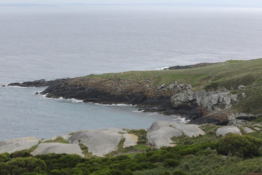 MONTAGUE ISLAND, NEW SOUTH WALES: Montague Island Nature Reserve, near Narooma on the south coast of NSW, is home to ...