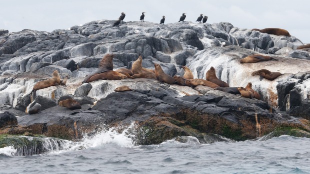 MONTAGUE ISLAND, NEW SOUTH WALES: Montague Island Nature Reserve, near Narooma on the south coast of NSW, is home to ...