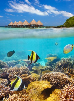 A coral reef in the Maldives.