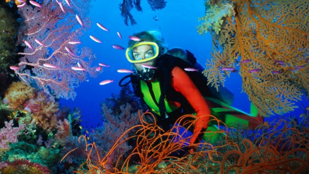 Gazing through the coral.