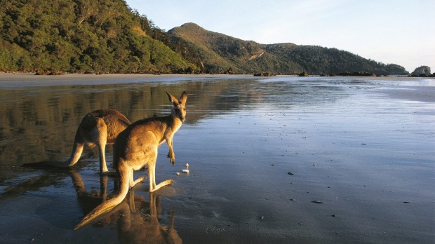 The most popular visitors are the kangaroos and wallabies that come down for a spot of beachcombing every morning.