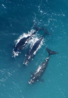 One of the best viewing spots is Logans Beach, which even has a viewing platform. Lucky visitors will spot whales as ...