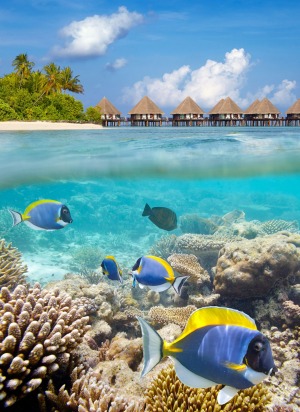 Ari Atoll, Maldives.
