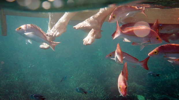 Heron Island: A laidback escape for nature lovers.