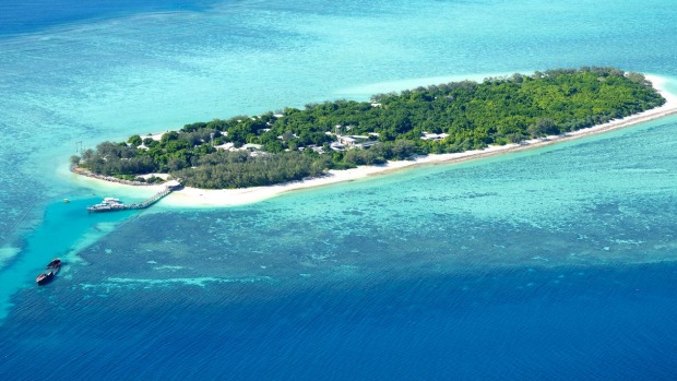 An 11-year-old boy has been bitten by a reef shark off Heron Island.