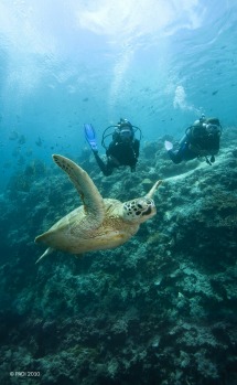 A chance to see a turtle up close.