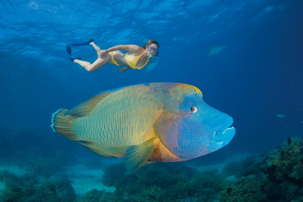 Snorkel over the Agincourt Reef, part of the Great Barrier Reef.