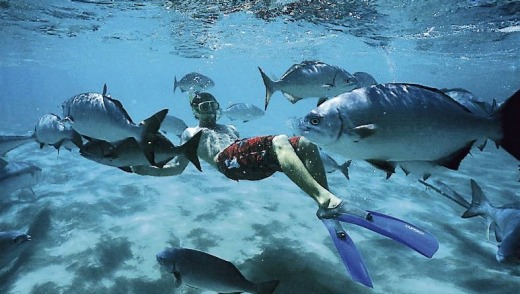 Snorkellers on Lord Howe enjoy waters so clear that visibility is up to 20 metres.